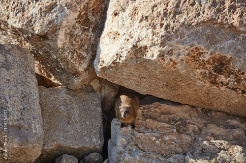 Rock hyrax