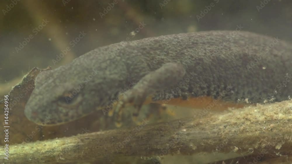 Alpine newt in a pond 