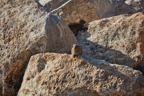 Rock hyrax