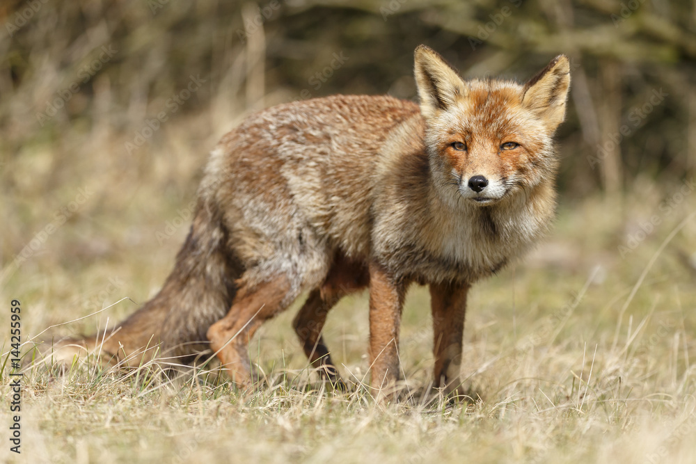 Red fox in nature Red fox in nature