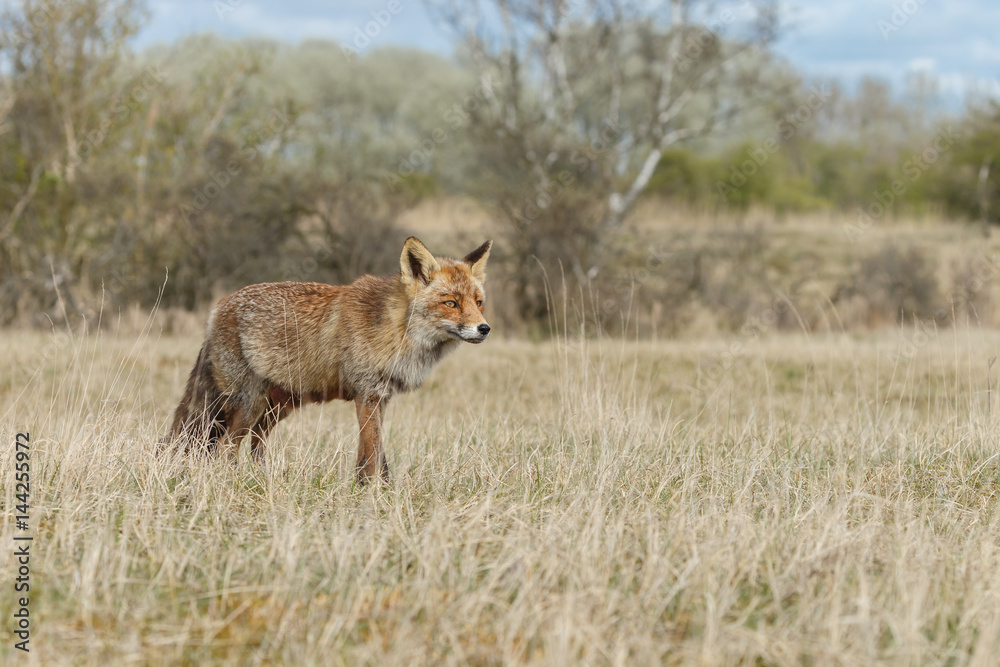 Red fox in nature during springtime
Red fox in nature during springtime