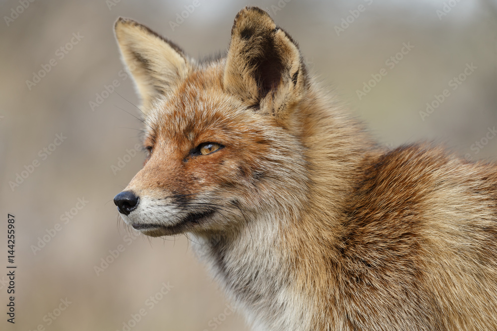 Red fox in nature during springtime
Red fox in nature during springtime