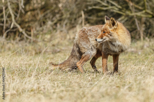 Red fox in nature