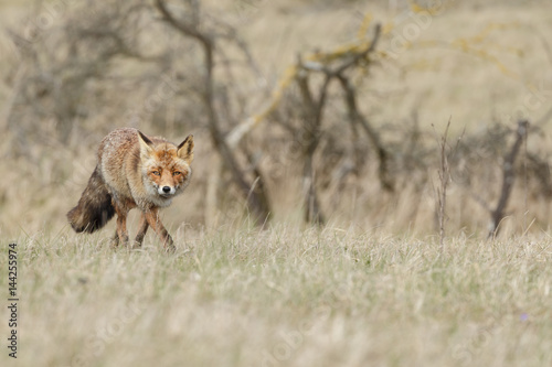 Red fox in nature during springtime

