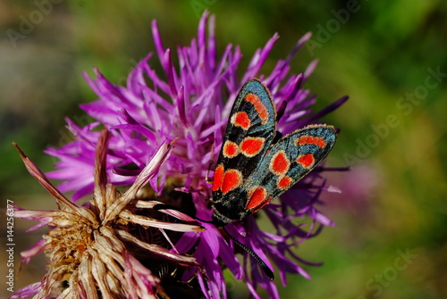 Papillon Zygène de la bruyère (Zygaena fausta) sur une fleur