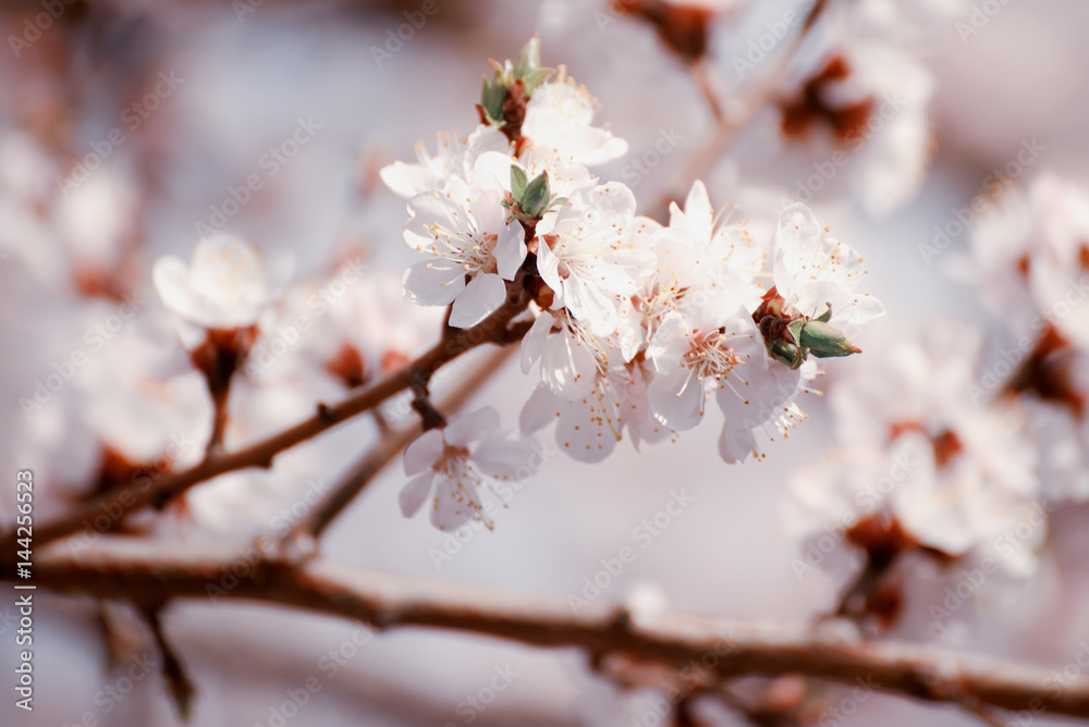 Apricot tree flower with buds and blossoms blooming at springtime, vintage retro floral background Apricot tree flower with buds and blossoms blooming at springtime, vintage retro floral background