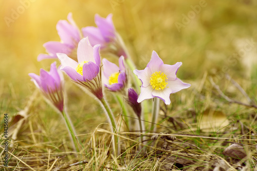 Pasque-flower growing in nature on sunset, macro spring floral background