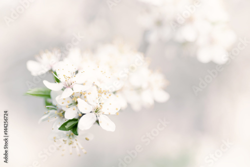 Abstract spring seasonal background with white flowers, natural easter floral image with copy space © Roxana