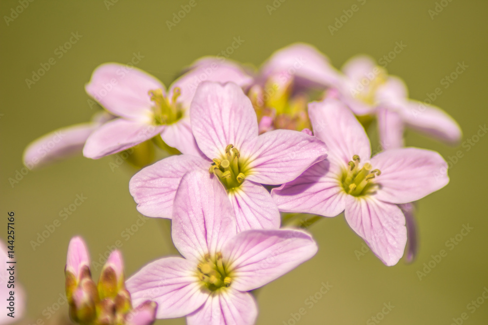 Fototapeta premium Frühlingsblume