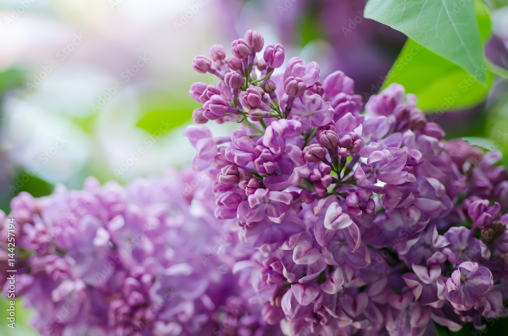 Branch of lilac purple flowers with green leaves, floral natural macro background, soft focus Branch of lilac purple flowers with green leaves, floral natural macro background, soft focus