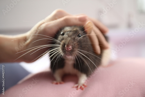 Female hand stroking cute funny rat at home