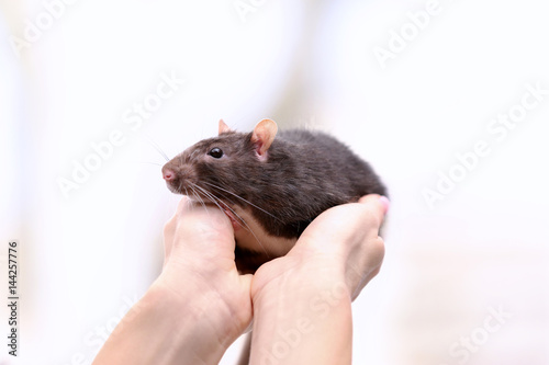 Hands of young woman with cute rat on white background