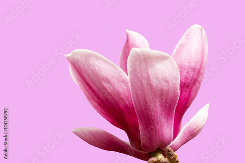 colorful of pink magnolia and sunlight,isolated on white