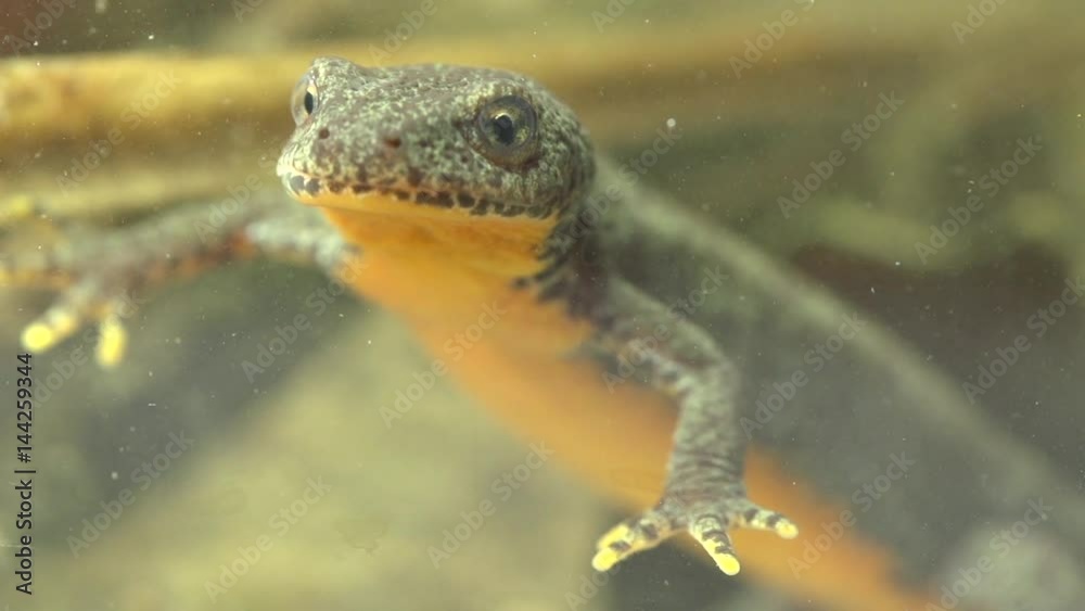 Alpine newt in a pond Alpine newt in a pond