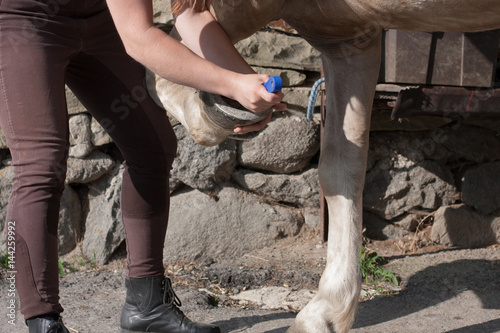 Young woman cleaning horse hoof by hook
