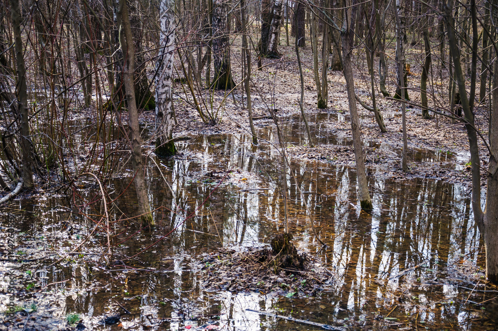 Melt-water spring in the woods Melt-water spring in the woods