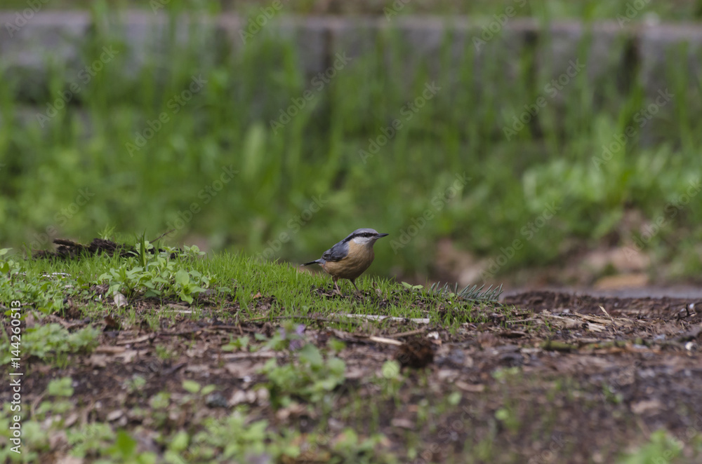 nuthatch nuthatch