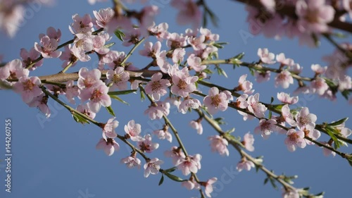 Wallpaper Mural Clear blue sky and deciduous peach fruit tree flowers 4K 2160p 30fps UltraHD footage - Young branches of Prunus persica with spring flowers close-up 3840X2160 UHD video  Torontodigital.ca