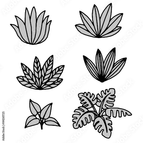 Vector tropical plants and leaves