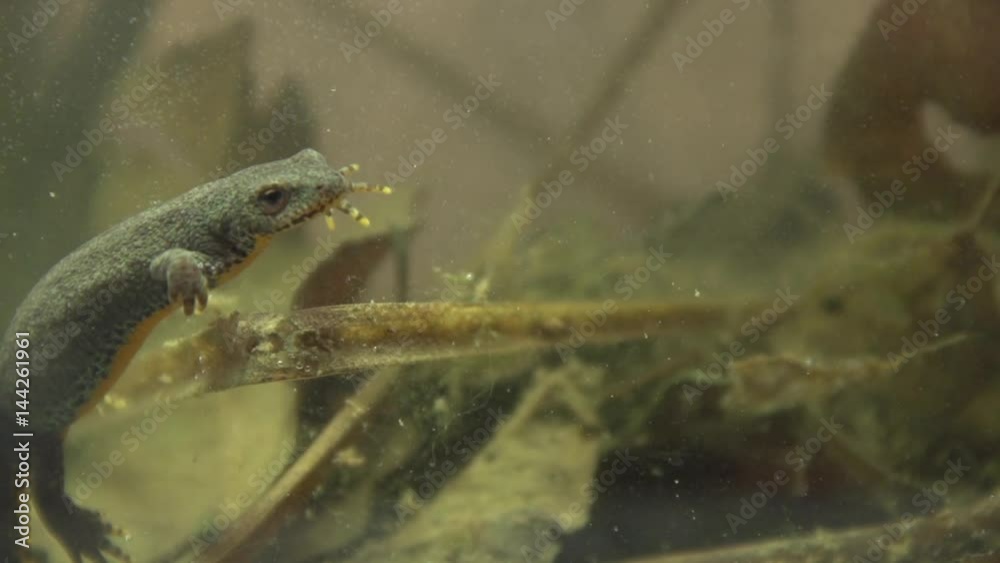 Alpine newt in a pond Alpine newt in a pond