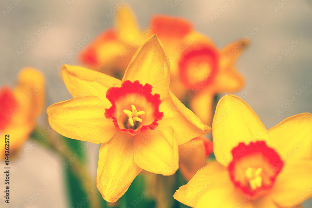 Beautiful flowers close-up. Daffodils yellow. Background of blooming flowers Beautiful flowers close-up. Daffodils yellow. Background of blooming flowers