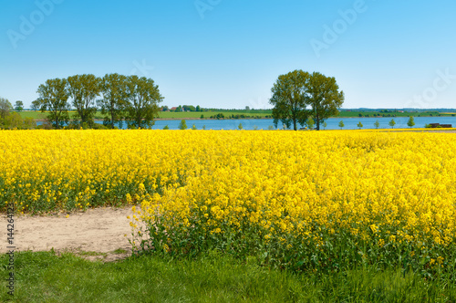 Rapsblüte auf Insel Poel an der deutschen Ostseeküste, Wismarer Bucht, süßer Honigduft in warmer Frühlingsluft, Agrarwirtschaft