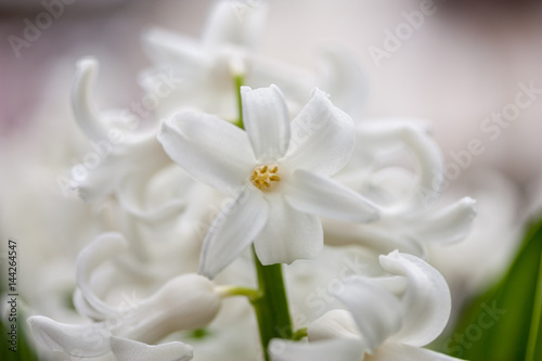 White Hyacinth Close