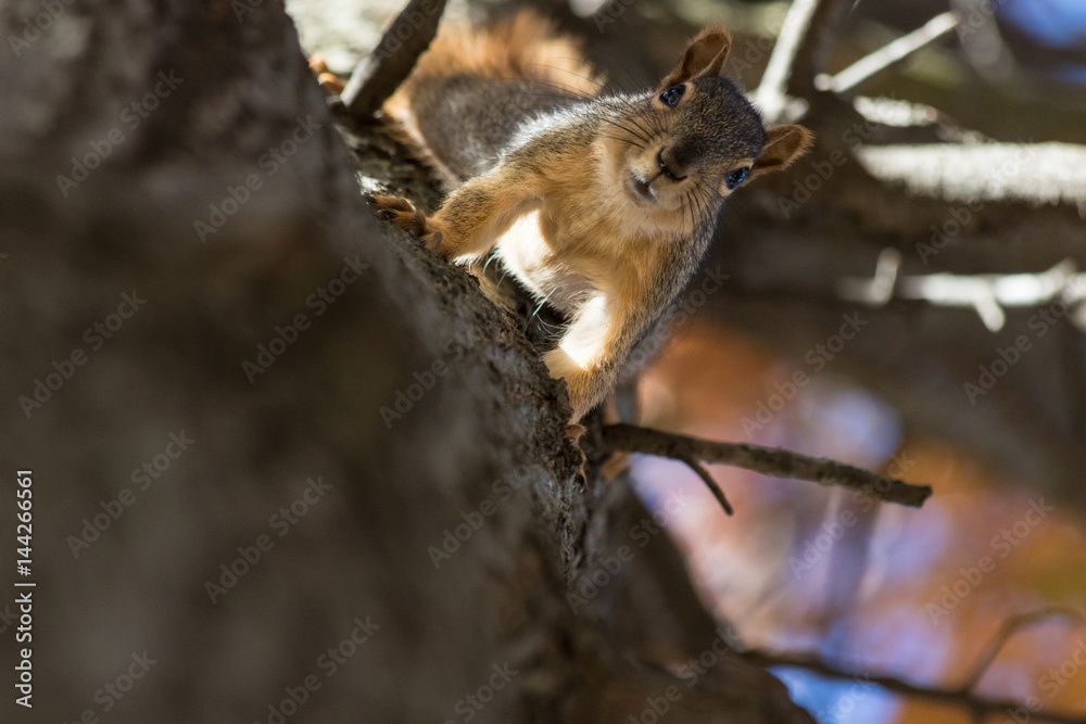 Squirrel on Tree Trunk