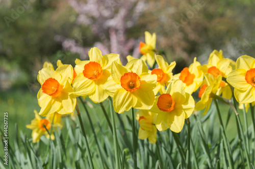 Fototapeta Naklejka Na Ścianę i Meble -  Eine Gruppe mit Narzissen mit farbig abgesetzten Nebenkronen in der Abendsonne. Im Hintergrund Bäume und Wiesen.
