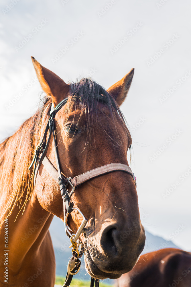 Fototapeta premium New Zealand horses