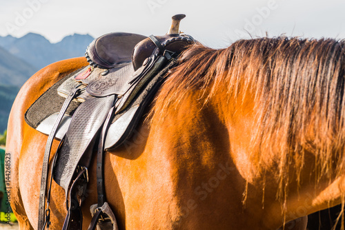 New Zealand horses © superjoseph