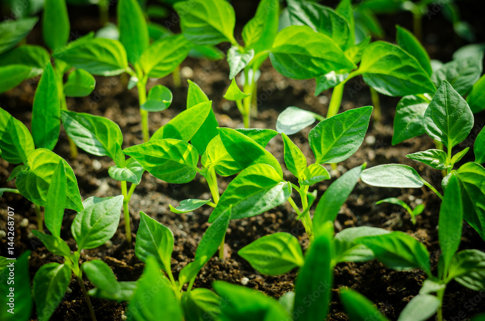 Close up Young seed germination and plant growing with rain water drop over green and morning sunlight environment Close up Young seed germination and plant growing with rain water drop over green and morning sunlight environment