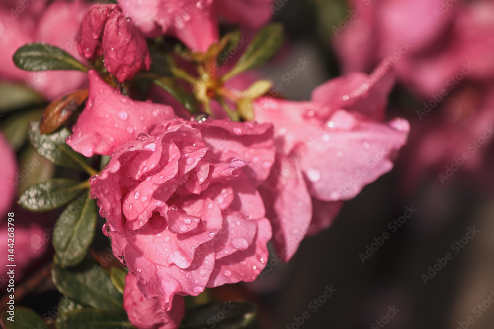 Fototapeta premium flowers azaleas in the water droplets