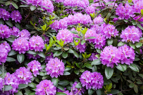 Rhododendron flower bush blooming photo
