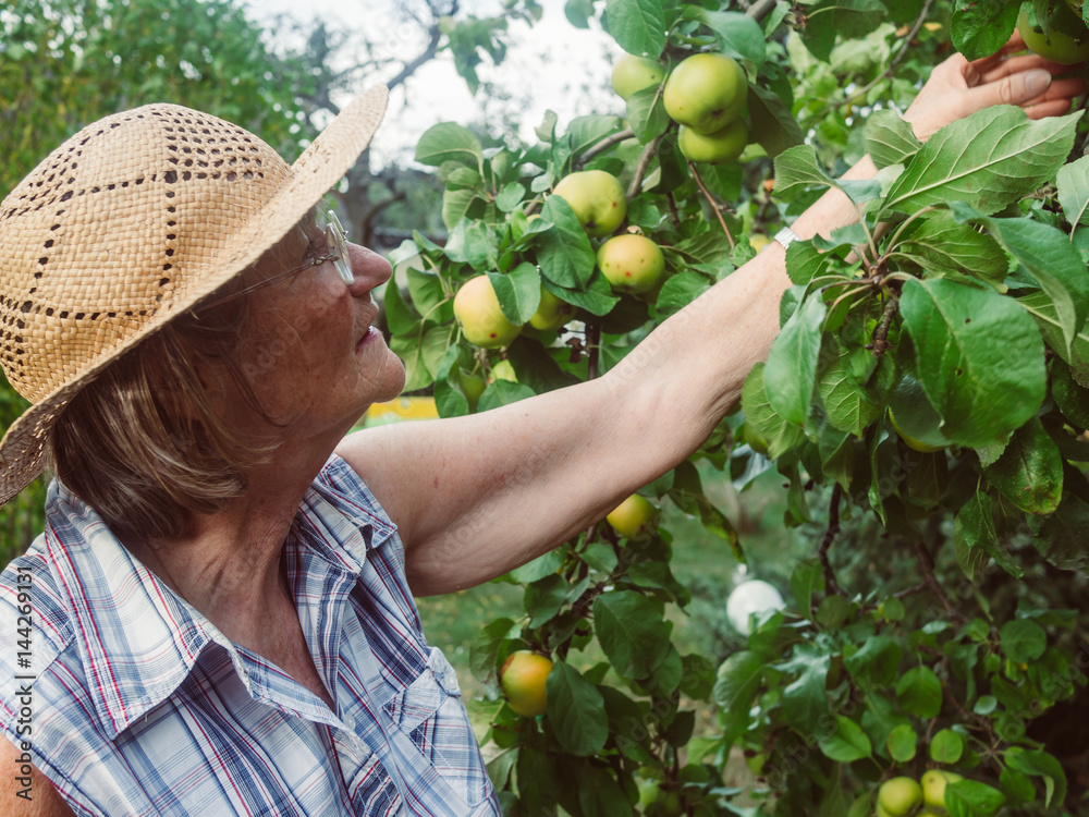Pensioner is looking at her apples in her garden