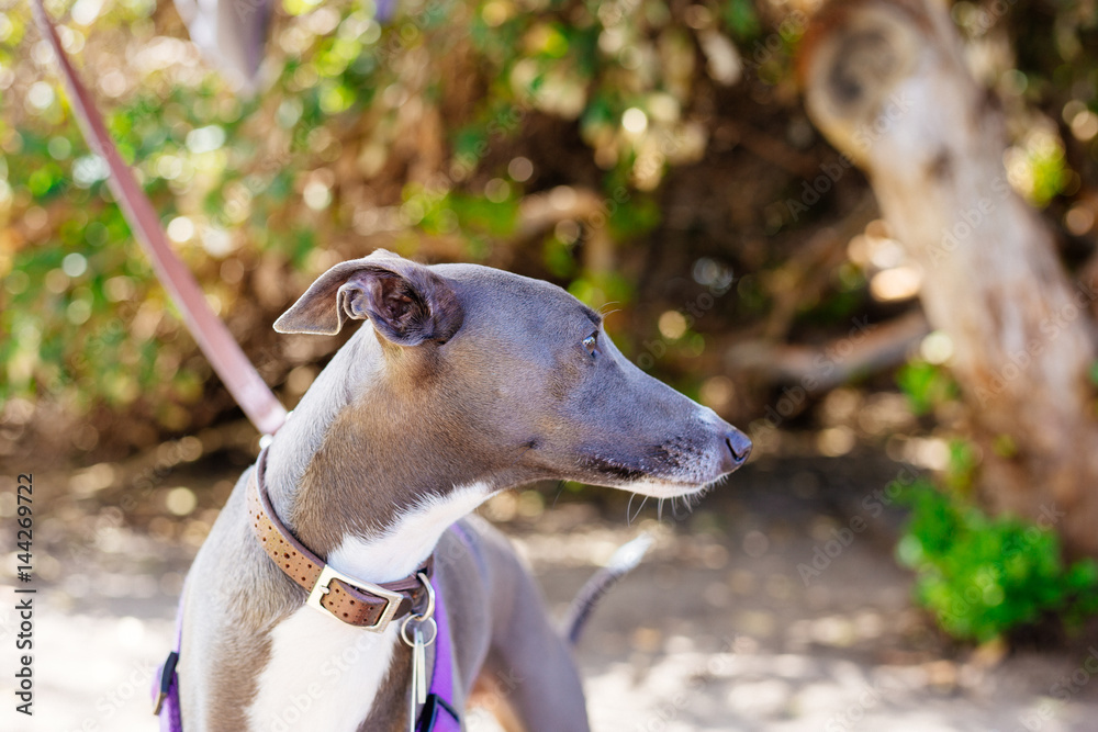 Grey greyhound dog in the park