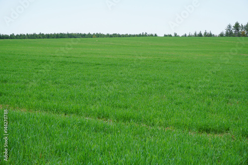 green farm field in spring as agriculture background