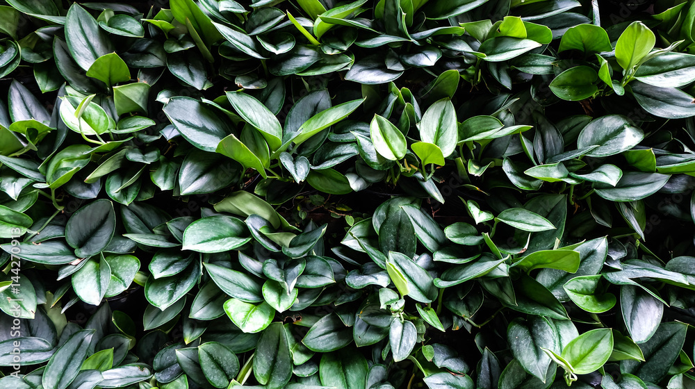 Green leaf texture or background, close up Green leaf texture or background, close up