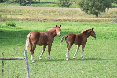 Two Horses