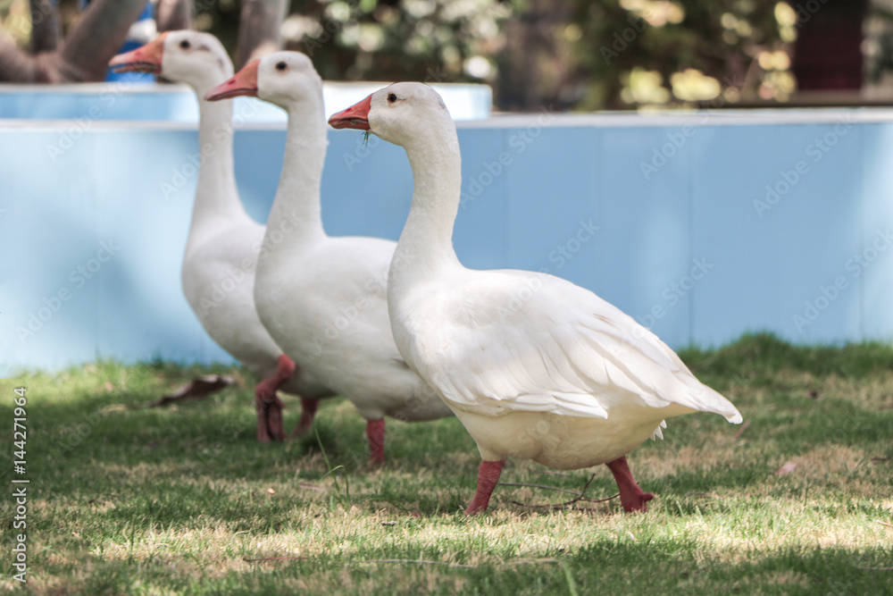 Obraz premium three duck
