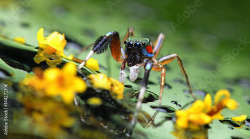 Beautiful Spider on glass with yellow flower, Jumping Spider in Thailand, Siler semiglaucus © Nuwat