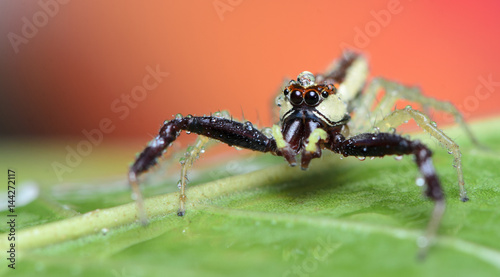 Beautiful Spider on green leaf, Jumping Spider in Thailand, Epocilla calcarata