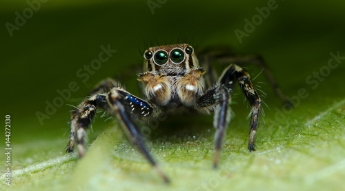 Beautiful Spider on green leaf, Jumping Spider in Thailand, Plexippus petersi
