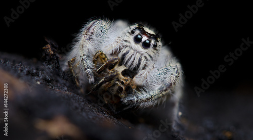 Beautiful Spider catch the prey, Jumping Spider in Thailand, Hyllus diardi © Nuwat