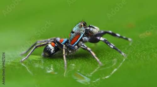 Beautiful Spider on green leaf, Jumping Spider in Thailand, Siler semiglaucus
