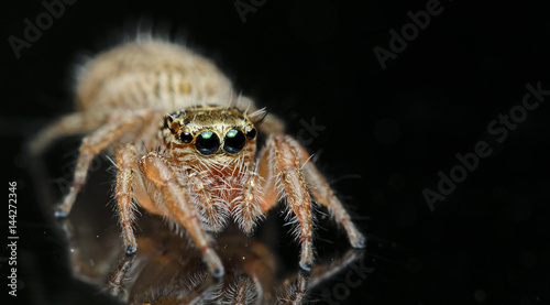 Beautiful Spider on glass, Jumping Spider in Thailand, Hyllus semicupreus