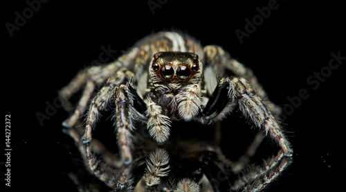 Beautiful Spider on glass, Jumping Spider in Thailand, Plexippus paykulli