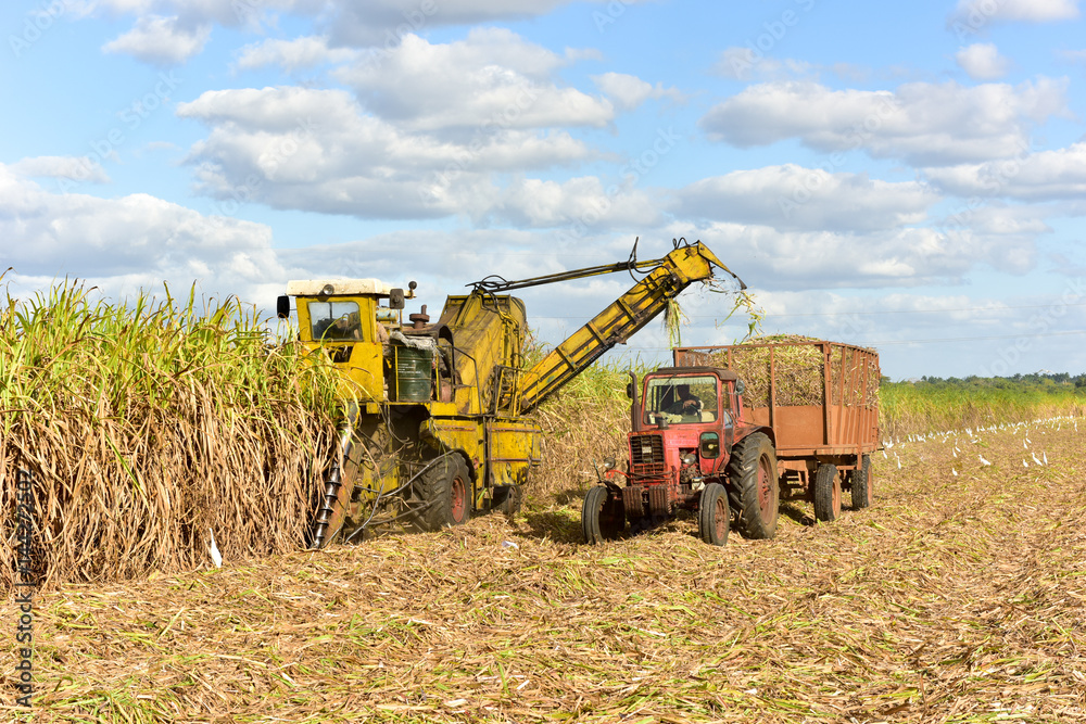 Obraz premium Sugar Cane Harvest
