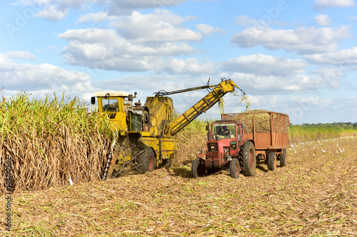 Sugar Cane Harvest