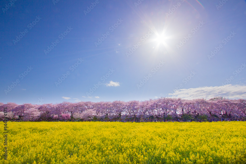 Obraz premium 2017年4月7日埼玉県幸手市権現堂公園